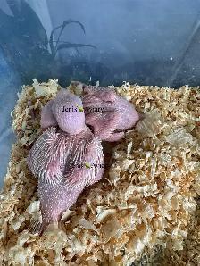 Indian ring eck babies (White)