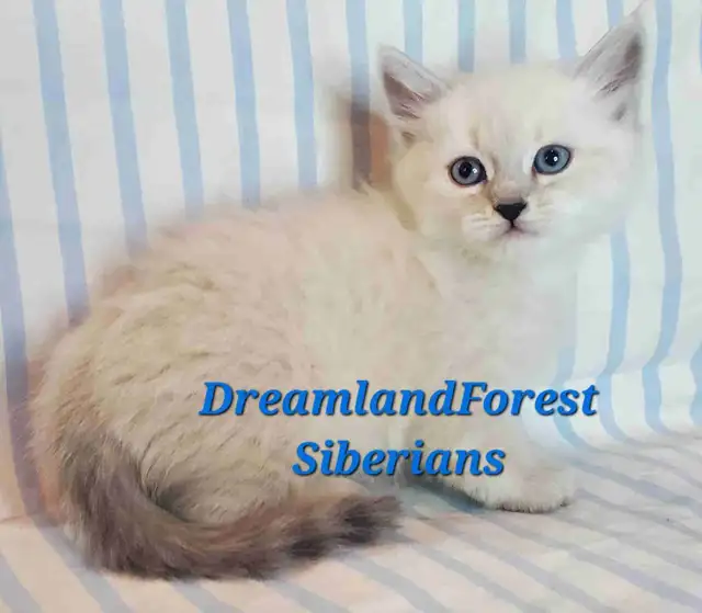 Hypoallergenic TICA Registered Siberian Kittens
