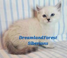 Hypoallergenic TICA Registered Siberian Kittens