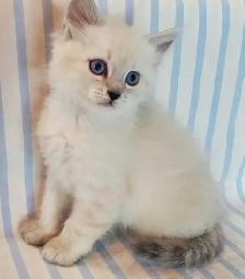 Hypoallergenic TICA Registered Siberian Kittens - Photo 2