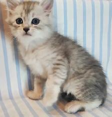 Hypoallergenic TICA Registered Siberian Kittens - Photo 3