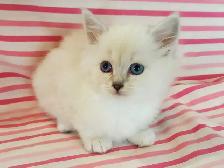 Hypoallergenic TICA Registered Siberian Kittens - Photo 6