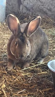 Male Rex Rabbit’s