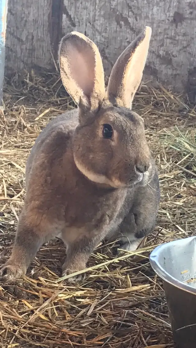 Male Rex Rabbit’s - Photo 2