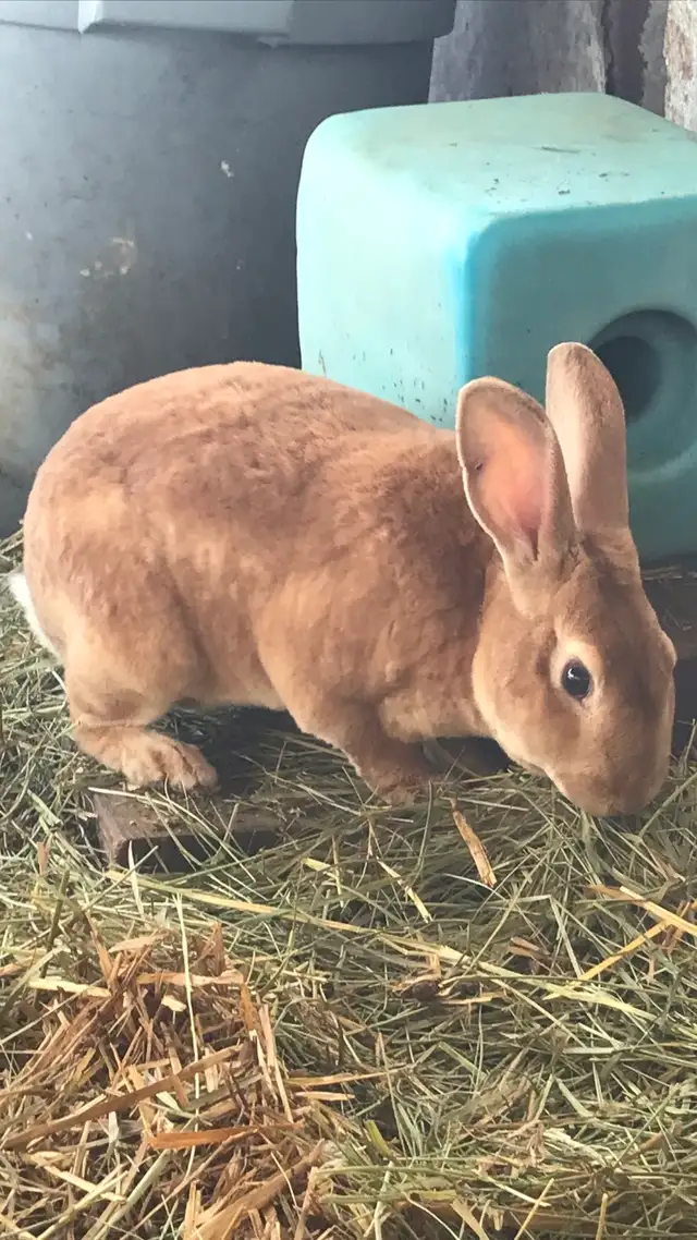 Male Rex Rabbit’s - Photo 3