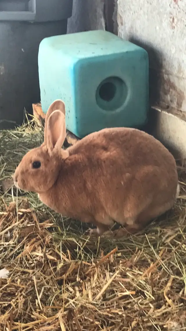 Male Rex Rabbit’s - Photo 4