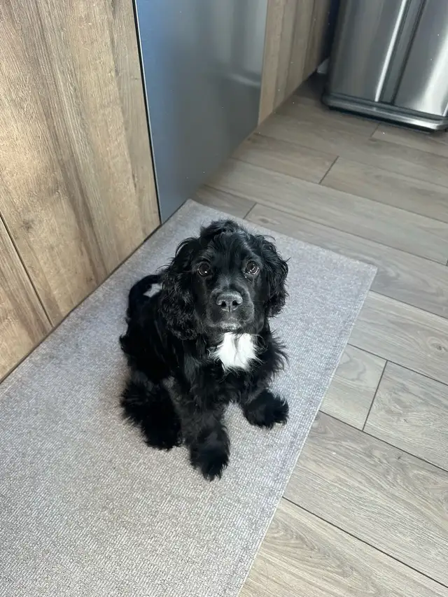 visite à domicile et promenades