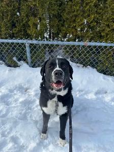 visite à domicile et promenades - Photo 2