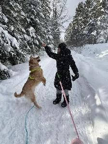 visite à domicile et promenades - Photo 3