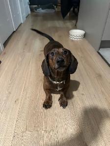 visite à domicile et promenades - Photo 4