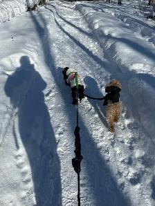 visite à domicile et promenades - Photo 5