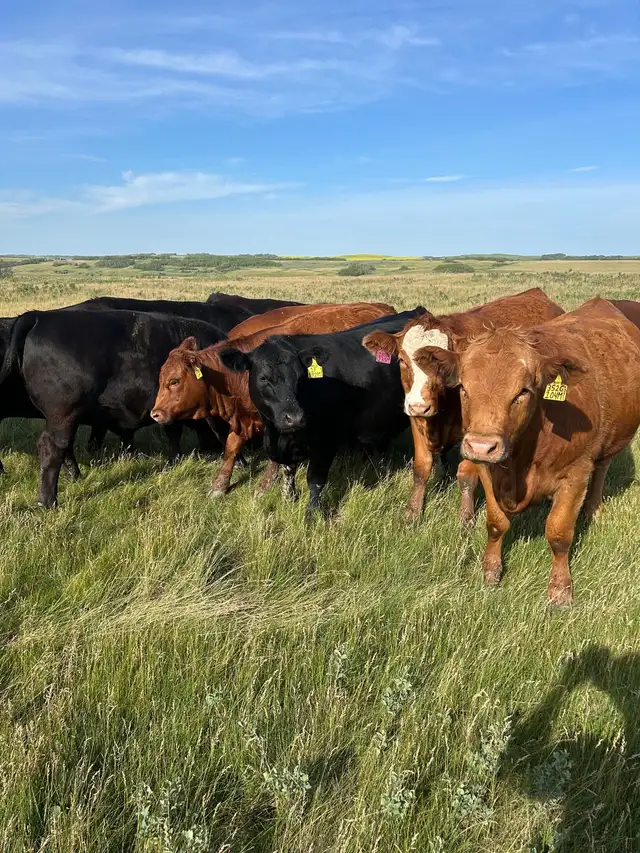 Looking for Pasture - Photo 3