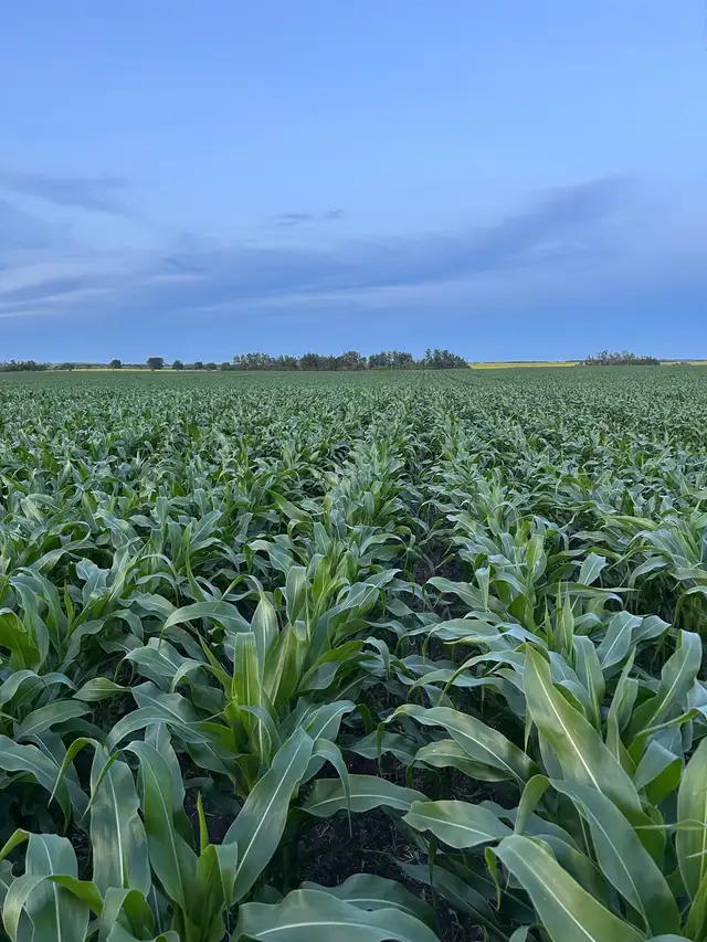 Looking for Pasture - Photo 5