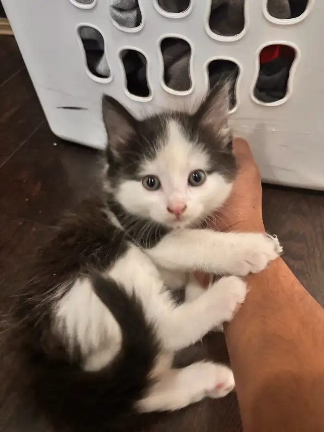 2 Month Old Kittens - Photo 2