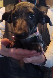 3/4 Miniature Dachshund puppy
