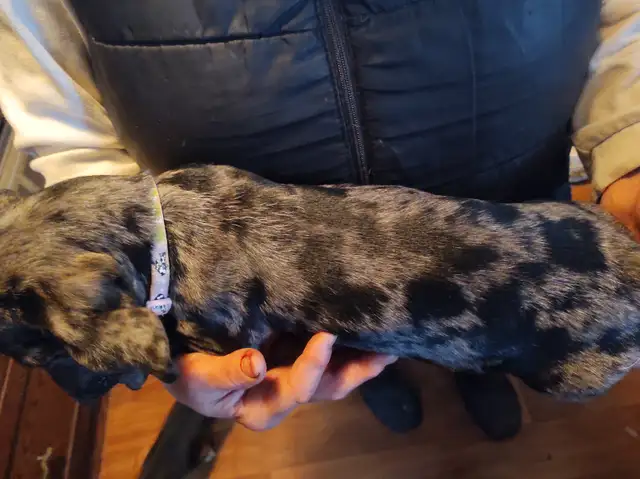 3/4 Miniature Dachshund puppy - Photo 2