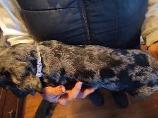 3/4 Miniature Dachshund puppy - Photo 2