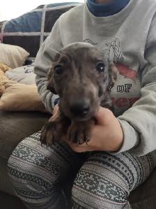 3/4 Miniature Dachshund puppy - Photo 3