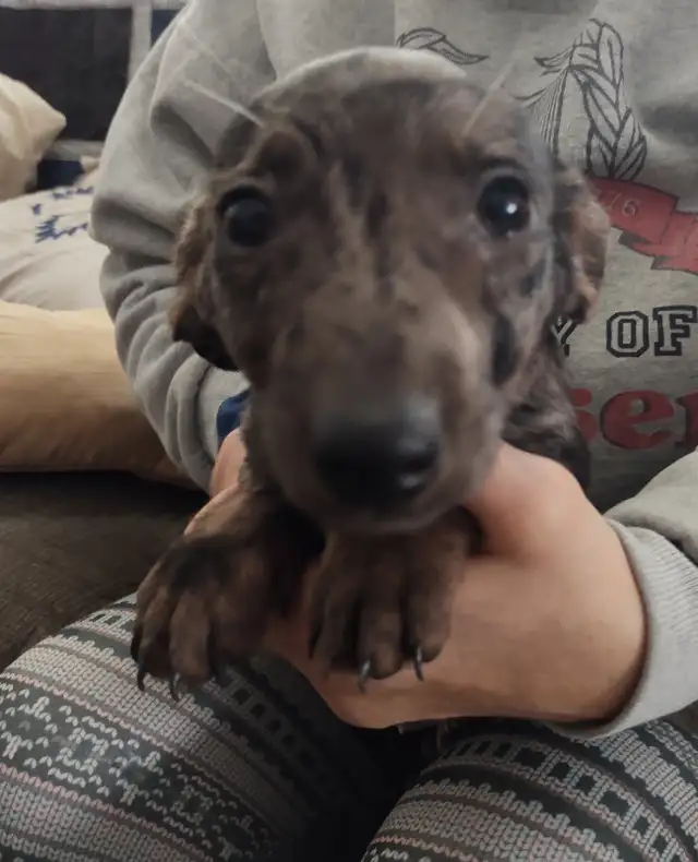3/4 Miniature Dachshund puppy - Photo 4