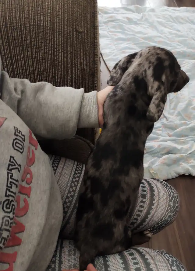 3/4 Miniature Dachshund puppy - Photo 5