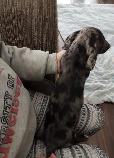 3/4 Miniature Dachshund puppy - Photo 5