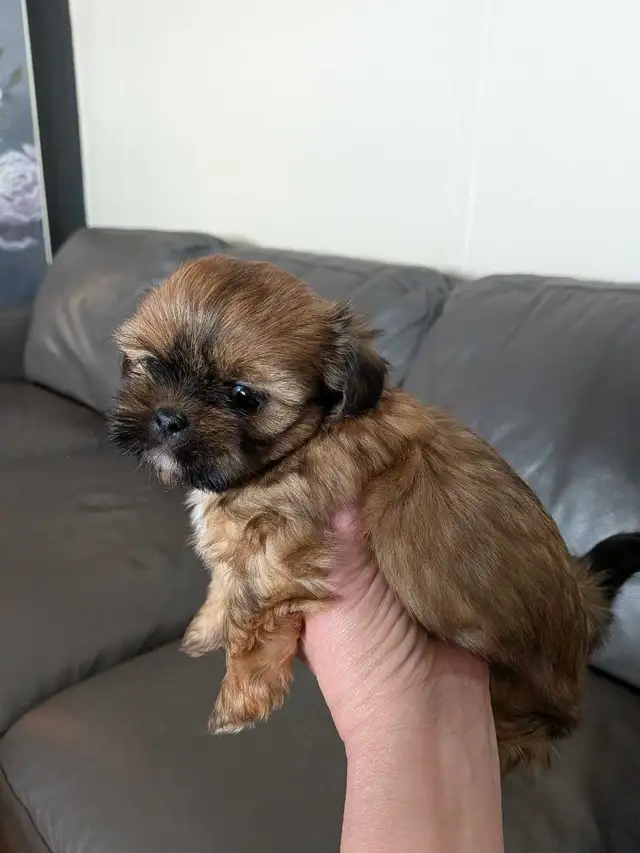 Gorgeous Shorkies - Photo 2