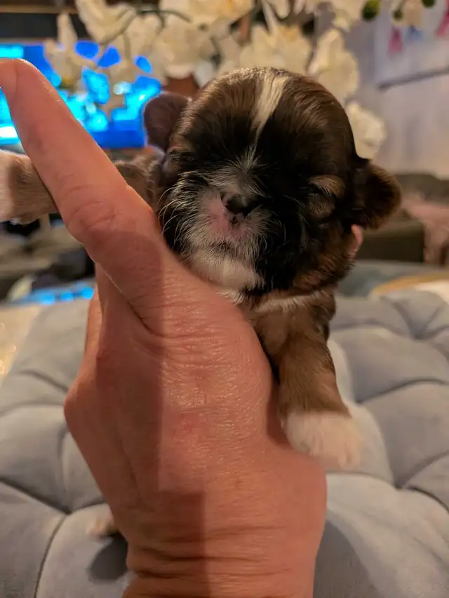 Gorgeous Shorkies - Photo 3