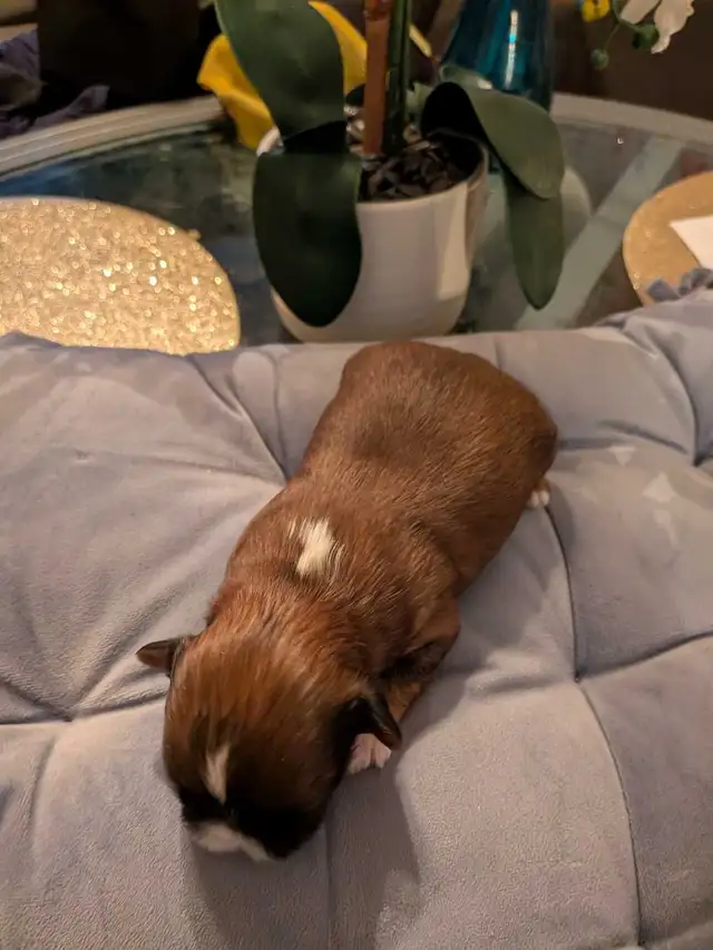 Gorgeous Shorkies - Photo 4