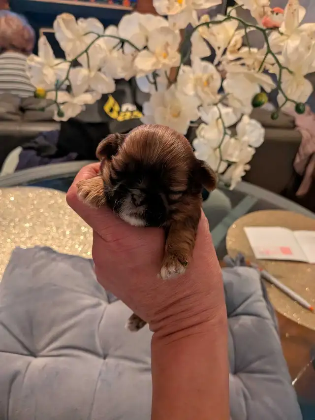 Gorgeous Shorkies - Photo 5