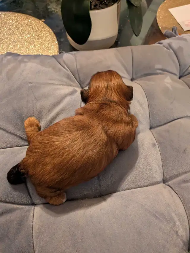 Gorgeous Shorkies - Photo 6