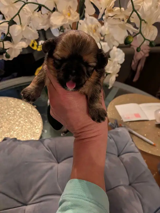 Gorgeous Shorkies - Photo 7