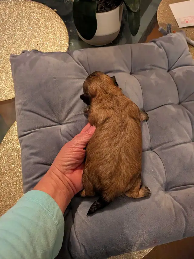 Gorgeous Shorkies - Photo 8