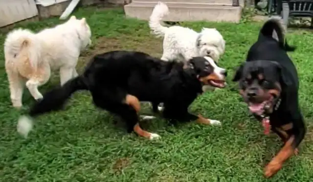 Pet Sitting - Photo 6