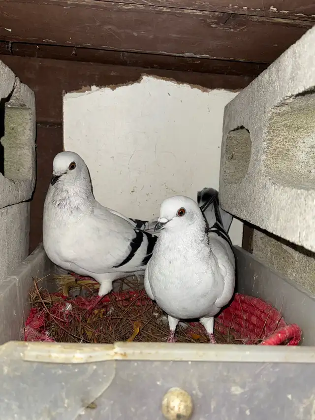 Arabic Pigeons