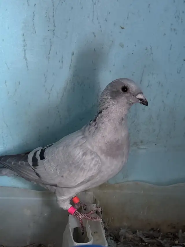 Arabic Pigeons - Photo 4