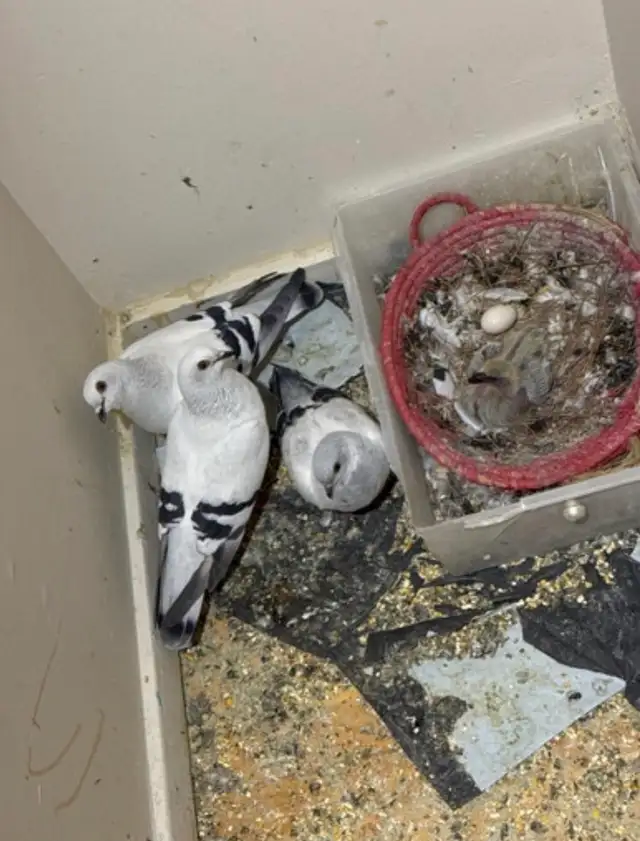 Arabic Pigeons 1