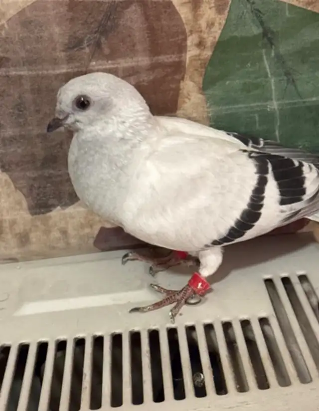 Arabic Pigeons 1 - Photo 2