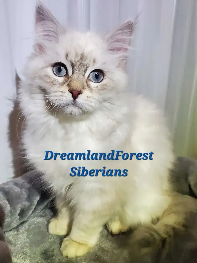 Hypoallergenic TICA registered Siberian Kitten !
