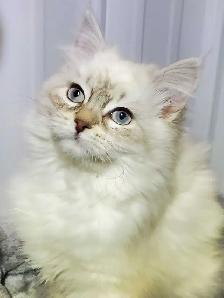 Hypoallergenic TICA registered Siberian Kitten ! - Photo 2