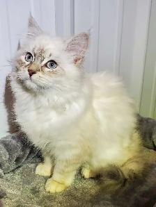 Hypoallergenic TICA registered Siberian Kitten ! - Photo 3