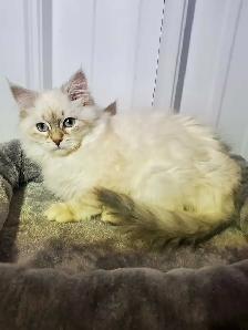 Hypoallergenic TICA registered Siberian Kitten ! - Photo 4