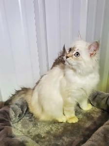 Hypoallergenic TICA registered Siberian Kitten ! - Photo 5