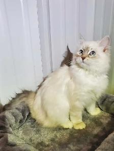 Hypoallergenic TICA registered Siberian Kitten ! - Photo 6