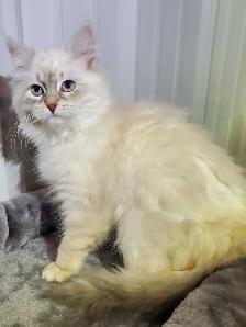 Hypoallergenic TICA registered Siberian Kitten ! - Photo 7