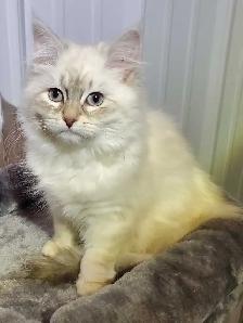 Hypoallergenic TICA registered Siberian Kitten ! - Photo 8