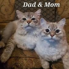 Hypoallergenic TICA registered Siberian Kitten ! - Photo 9