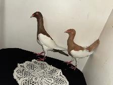 Arabic Pigeons 1