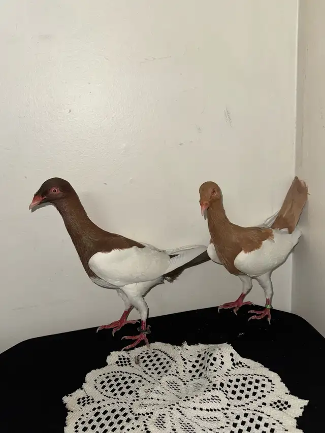 Arabic Pigeons 1 - Photo 2