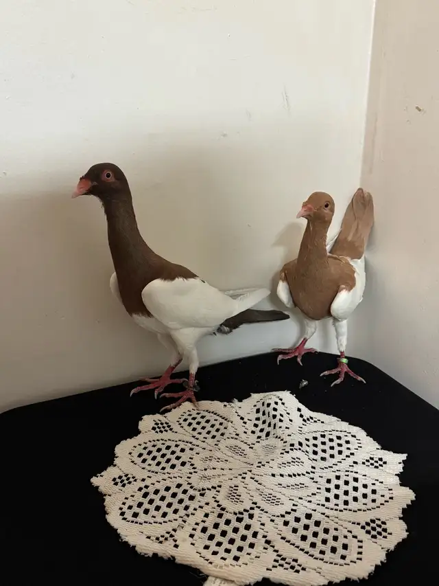 Arabic Pigeons 1 - Photo 3