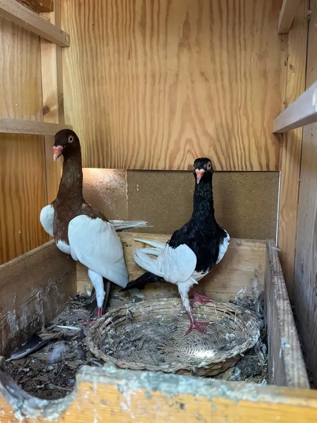 Arabic Pigeons 1 - Photo 4